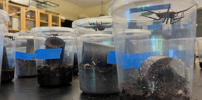 A row of plastic containers containing spiders.